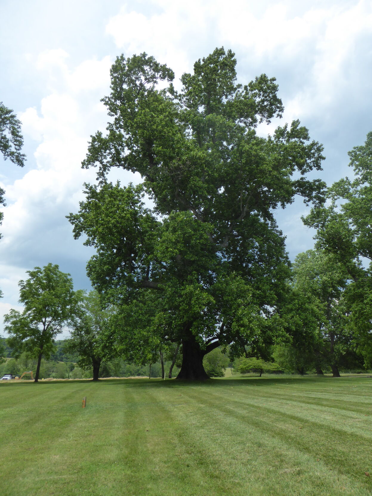 Poplar Forest tulip poplar